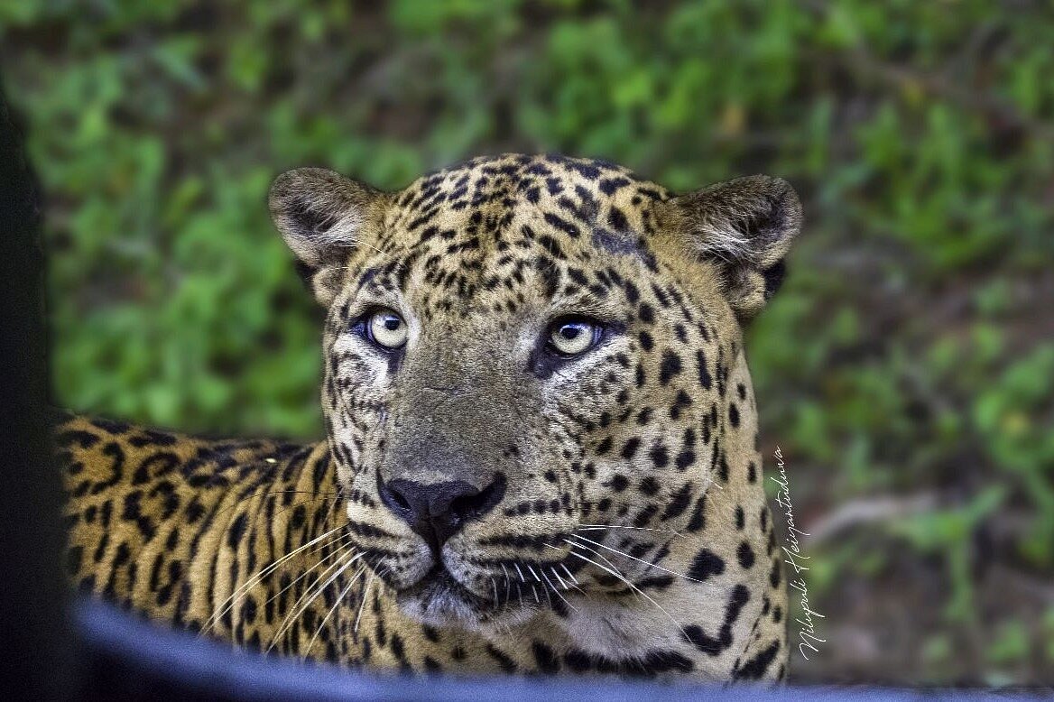 speciale leopard safari tour in yala national park door malith & het team